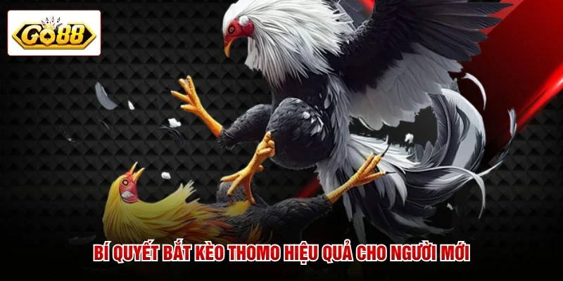 Bí quyết bắt kèo Thomo hiệu quả cho người mới