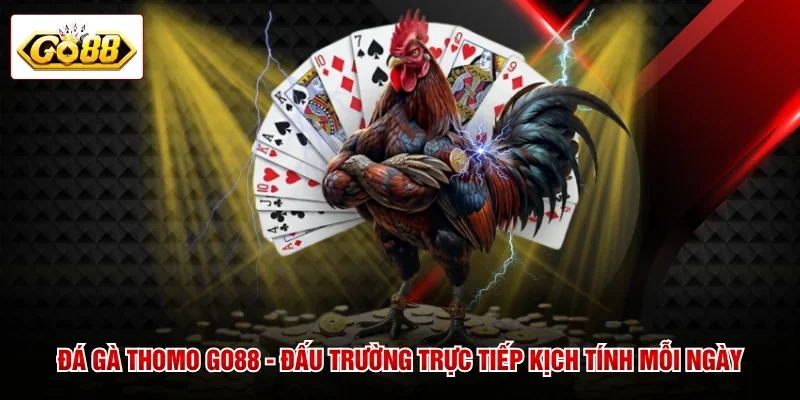 Đá Gà Thomo GO88 - Đấu Trường Trực Tiếp Kịch Tính Mỗi Ngày