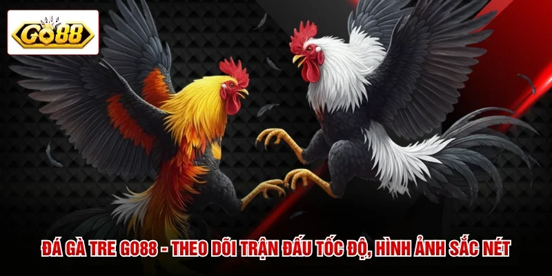 Đá Gà Tre GO88 - Theo Dõi Trận Đấu Tốc Độ, Hình Ảnh Sắc Nét