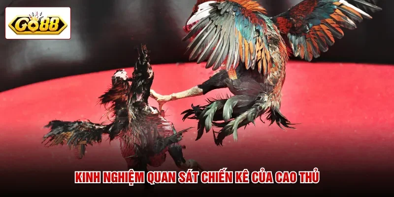 Kinh nghiệm quan sát chiến kê của cao thủ