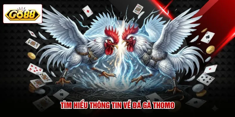 Tìm hiểu thông tin về đá gà Thomo