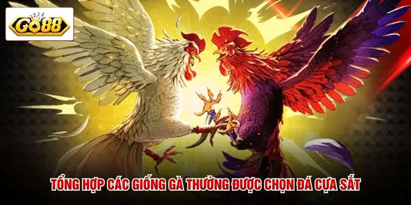 Tổng hợp các giống gà thường được chọn đá cựa sắt